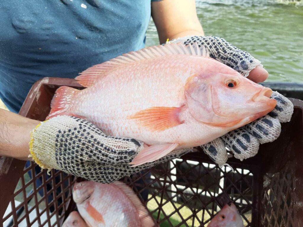 Secretos del crecimiento de la tilapia; cómo la temperatura y el peso corporal afectan su consumo de oxígeno»